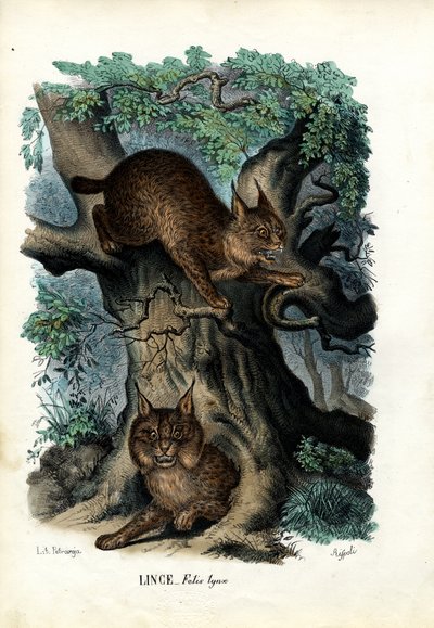 Lynx by Raimundo Petraroja